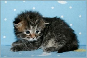 Female Siberian Kitten from Deedlebug Siberians